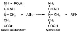 Креатинфосфатный путь ресинтеза атф офеатинкиназный 1