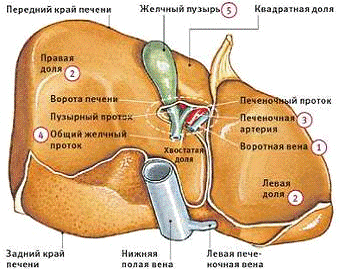  анатомия 1