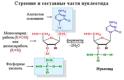  состав нуклеиновых кислот 1