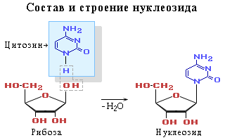  состав нуклеиновых кислот 2