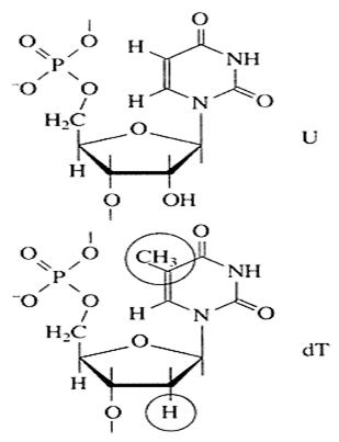  макромолекулярная структура рнк 1