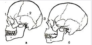 Пропорции головы человека 4